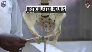 Pelvis amp Perineum I Practical 1 I Station 2 I Articulated Bony Pelvis [upl. by Naji]