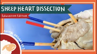 Heart Dissection  Love the LubDub EDU [upl. by Nylave]