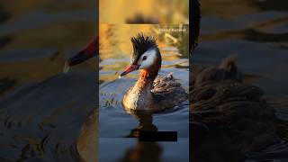 beautiful birds short funny water nature sea coral video birds sorts river ponds bird [upl. by Araas]