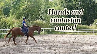 Hands and contact in canter horse riding [upl. by Aggi238]