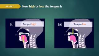 Introduction to Articulatory Phonetics Vowels [upl. by Enyrhtak581]