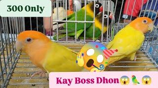 Vlog510 Quality Wild Type GP Ni Boss Ronaldo Dito Malabon Pet Market 🦜😱🦜 [upl. by Arhoz]