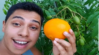 Laranja produzindo em 30 dias [upl. by Ydoow269]