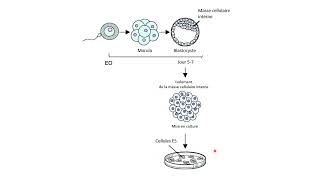 Origine des cellules ES cellules souches embryonnaires [upl. by Annamarie]