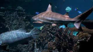 Amazing Underwater World  Pemandangan Dunia bawah laut [upl. by Icyaj]