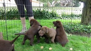 Chocolate Labrador Puppies 7 weeks [upl. by Mraz332]