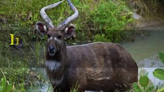 Interesting Sitatunga Facts [upl. by Caralie]