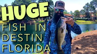 Catching GIANT Bass is Destin Florida [upl. by Nohtanhoj197]