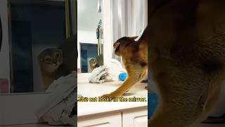 Cat looks in mirror and scares itself happy music happy cat funnyhappy funnyanimal funny [upl. by Esilegna]