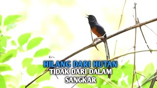 Mengenal burung kucica hutan punah tapi membeludak [upl. by Benjy314]