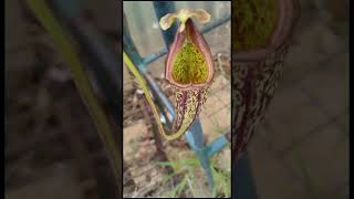 Nepenthes maxima pitchers [upl. by Alpert]