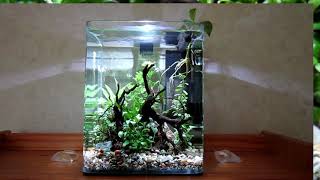 My 10 liter Nano Aquarium [upl. by Ginzburg]