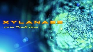 Xylanase and the phenolic factor [upl. by Adnuahs26]