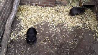 Playing with Baby Wombats [upl. by Anialeh]