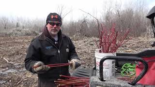 Planting Red Osier Dogwood minnesota habitatmanagement wildlife [upl. by Irrab]