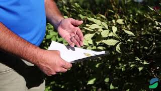 How to Check for and Get Rid of Spider Mites [upl. by Gabe]