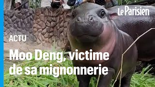 Moo Deng le bébé hippopotame nain qui fait craquer Internet et ce n’est pas sans danger [upl. by Lionello586]