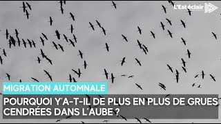 Les grues cendrées migrent vers lEspagne et certaines sarrêtent dans lAube [upl. by Isidora]