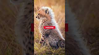 cheetahfacts rare cheetah facts cool cheetah facts song cheetah facts cheetah facts 7 facts [upl. by Zullo]