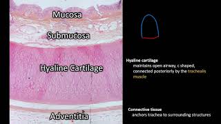 Histology  Trachea [upl. by Pownall196]