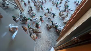 Ducks at the Door 🦆🚪 [upl. by Gaile]