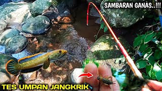 Rejeki Mancing Ikan Channa Limbata Di Sungai Saat Banjir Dikira Strike Ikan Channa Limbata Albino [upl. by Gonyea97]