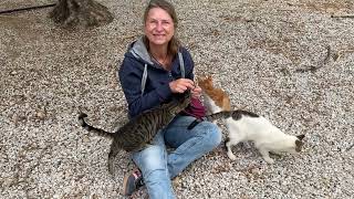 Three Legged Cats First Days at the Shelter  Takis Shelter [upl. by Coster823]