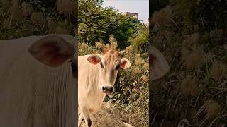 गाय हमारी आध्यात्मिक माता है🐂🥰🙏🚩 cowbhakti help respect animals maa [upl. by Anawt]