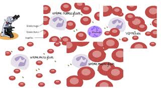 Comprendre les analyses sanguines [upl. by Atilef]