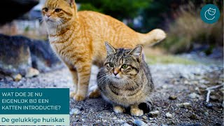 INTRODUCTIE NIEUWE KAT WAT DOE JE NU EIGENLIJK  De gelukkige huiskat  Kattengedrag [upl. by Tiffy]