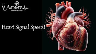 What is the Conduction Velocity of an Action Potential in Cardiac Muscle [upl. by Stanwood]