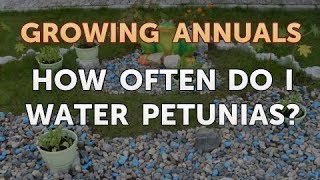 How Often Do I Water Petunias [upl. by Aura]