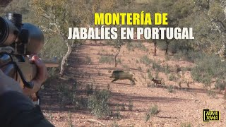 MONTERÍA DE JABALÍES EN PORTUGAL [upl. by Aidnis]