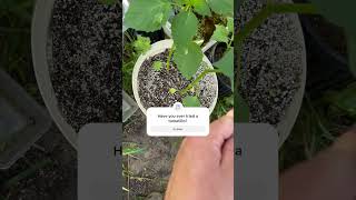 👨‍🌾 tomatillo mexico gardening [upl. by Magulac]