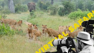 Playful Lion Cubs and Epic Elephant Encounter Virtual Safari  214 [upl. by Alledi]