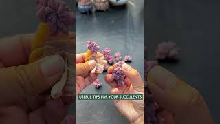 Useful tips for succulents 🪴 다육이들 suculentas 多肉植物 succulents Shorts [upl. by Naerda]