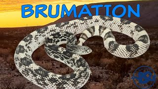 How We BRUMATE Our SNAKES [upl. by Llirred]