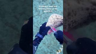 Hunting dinner with knive spearfishing flounder scallops [upl. by Ormsby122]