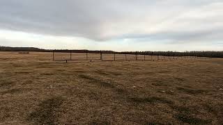 WILD Sandhill Cranes MATING DANCE nest birds farming migration wildlife [upl. by Terese]