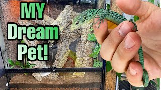 I GOT MY DREAM LIZARD Green Tree Monitor [upl. by Dlonyar]