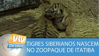 Dois filhotes de tigre siberianos nascem em zooparque de Itatiba [upl. by Osbert]