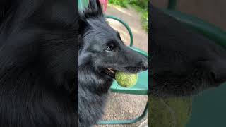 My Belgian Sheepdogs are obsessed with squeaky balls Interferes with meditations dogs [upl. by Noirret]