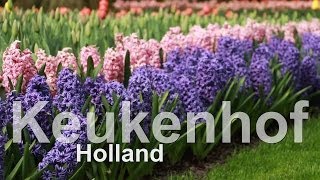 Keukenhof Garden 2014 01  eine wunderbarer Blumenshow der Niederländer  einzigartig [upl. by Jewett]