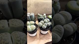 LithopsAltman Plants8 pack Amazon lithops amazon flowering lithop plantlife plantcollection [upl. by Arrad584]