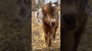 Newborn goat babyfarmlife [upl. by Entirb315]