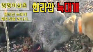 멍멍이삼촌 한라산 늑대개 배기환 형님의 제주견제주개과 어린 단성개 멧돼지 사냥korea hogdog jindo dog pungsan dog hunting hog [upl. by Elisa]