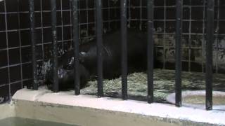 コビトカバ（上野動物園）：Pygmy Hippopotamus Ueno Zoo [upl. by Sparky]