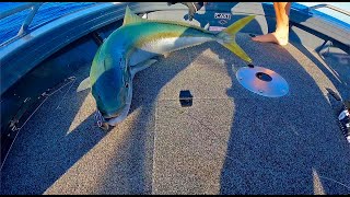 STICKBAITING KINGFISH  GOLD COAST The Kingfish Quest FINALE [upl. by Ydollem]