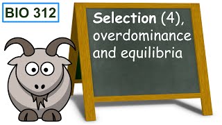 Selection 4 overdominance and equilibria [upl. by Nylaf265]