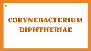 Corynebacterium diphtheriae diphtheria Morphology Pathogenesis Clinical Findings Treatment [upl. by Novit]